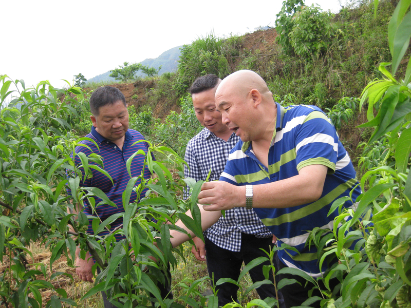 王智课研究员在芷江县现场指导桃树病虫害防治.jpg